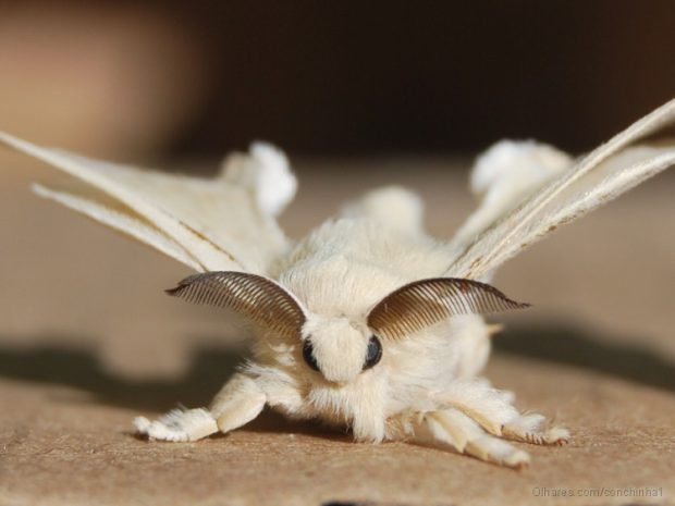 Mariposa Bicho da Seda