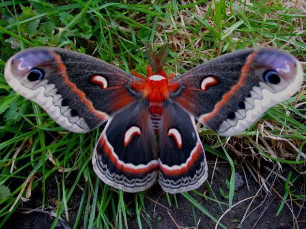 Mariposa Da Cecropia Colorida 