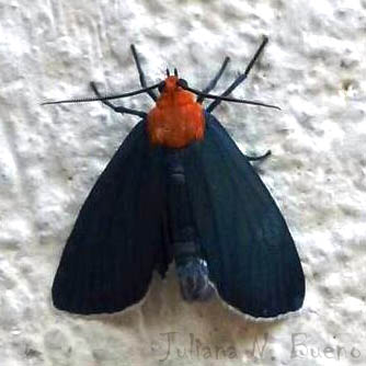 Mariposa Judas: Características Nome Científico e Fotos