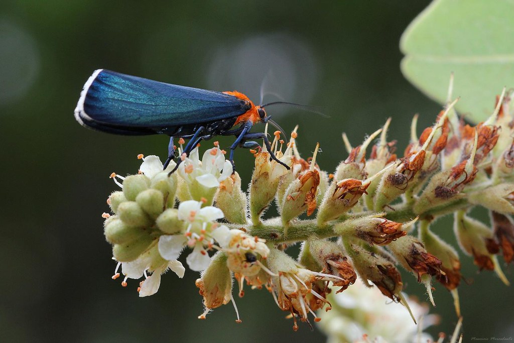 Mariposa Judas na Flor 