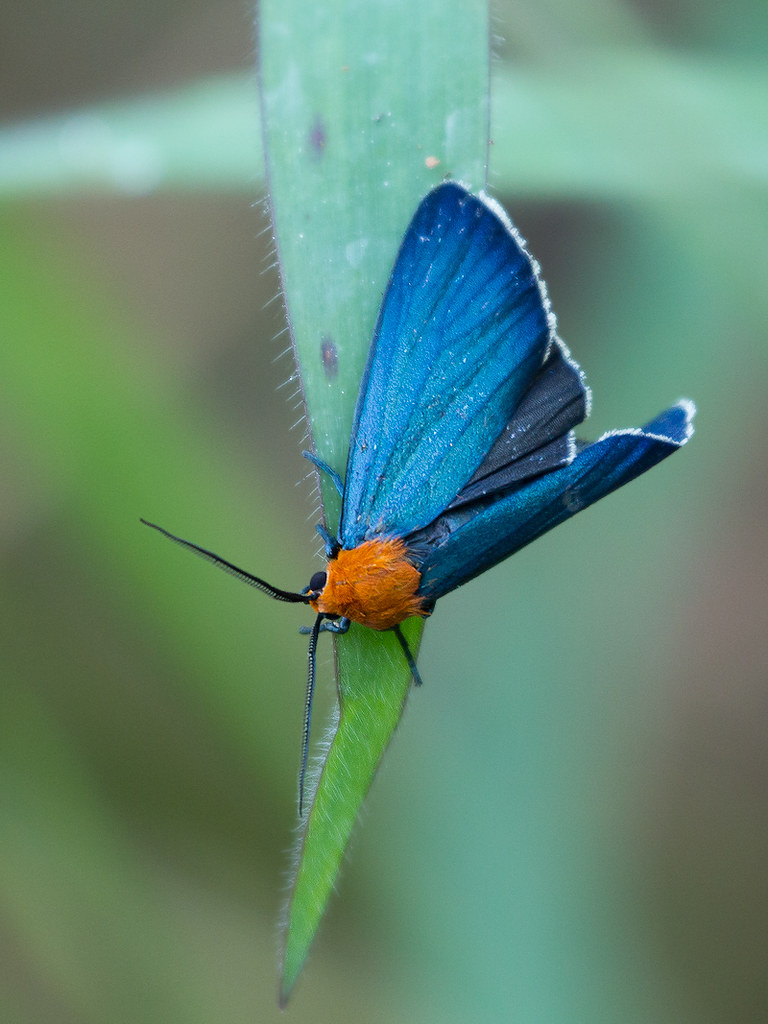 Mariposa Judas na Folha 