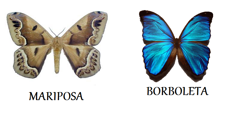 Mariposa VS Borboleta
