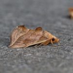 Mariposa Vampira Filhote