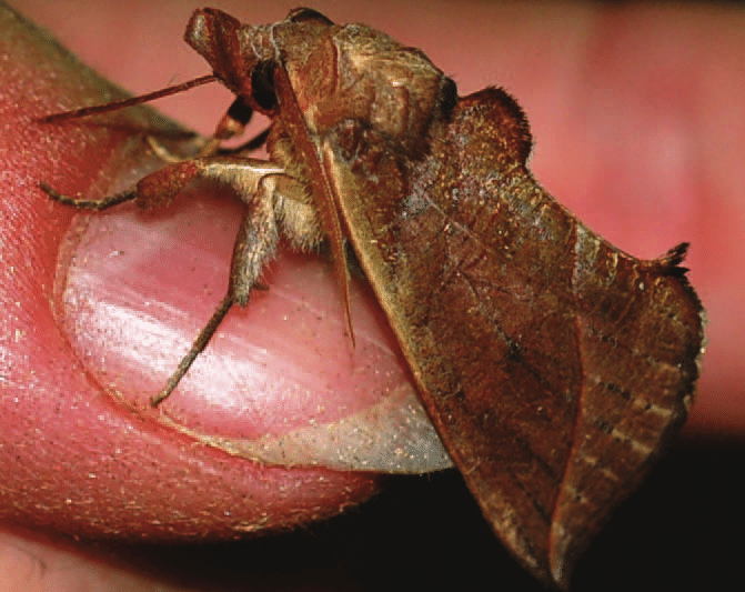 Mariposa Vampira na Mão de um Homem