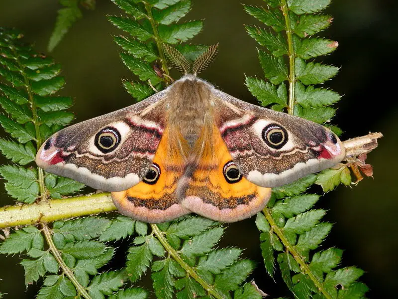 Mariposa com as asas abertas