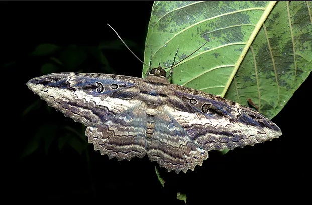 Mariposa e suas Asas