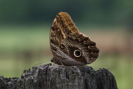 História da Mariposa e Origem do Animal