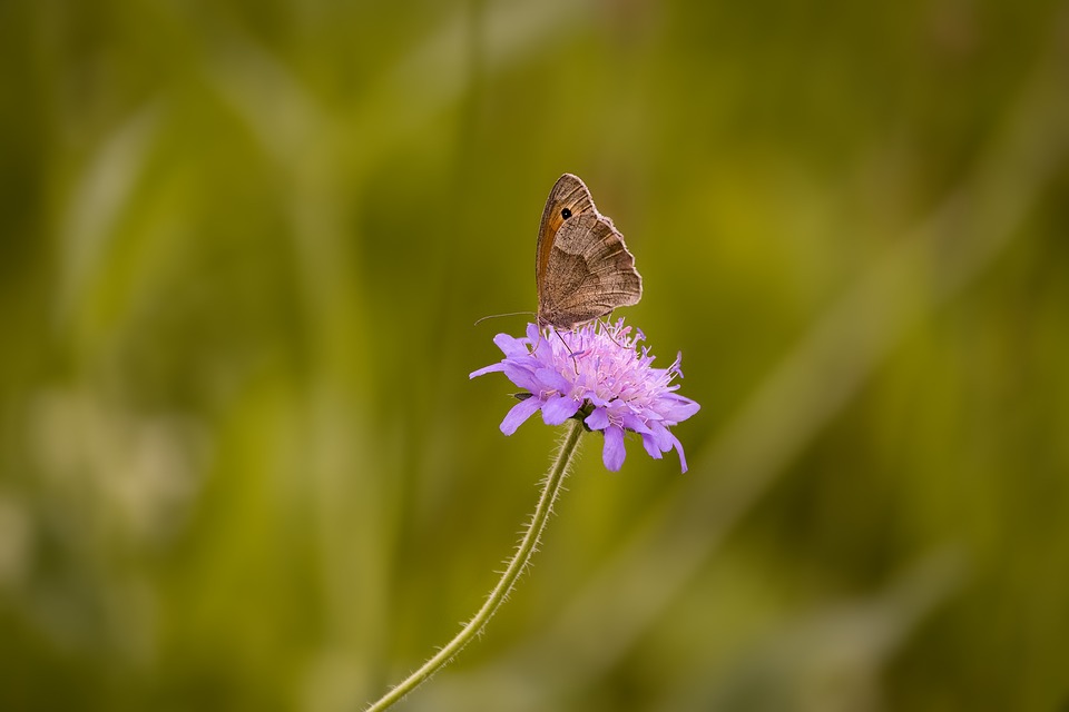 Mariposa na Flor