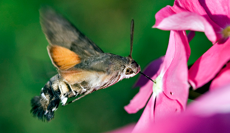 Mariposa na Flor 