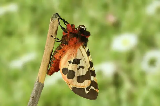 Mariposa no Galho 