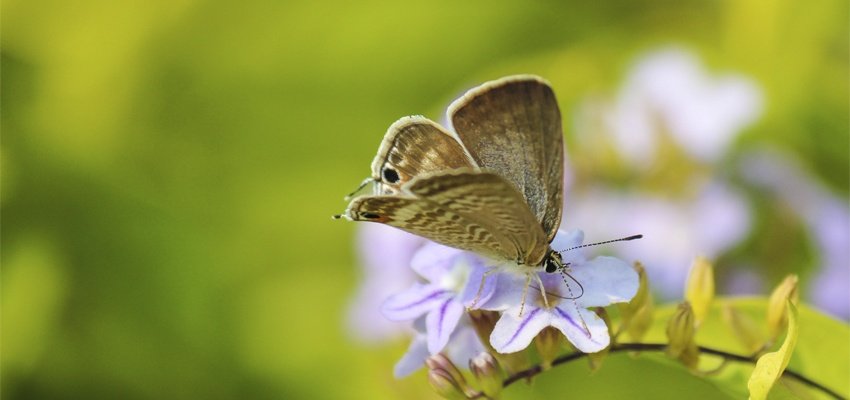 Mariposa pousando em flor