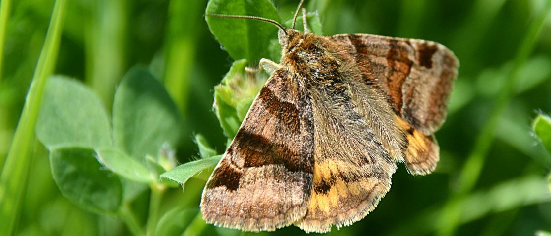 Por Que as Mariposas Gostam da Luz?