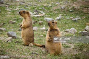 Marmota