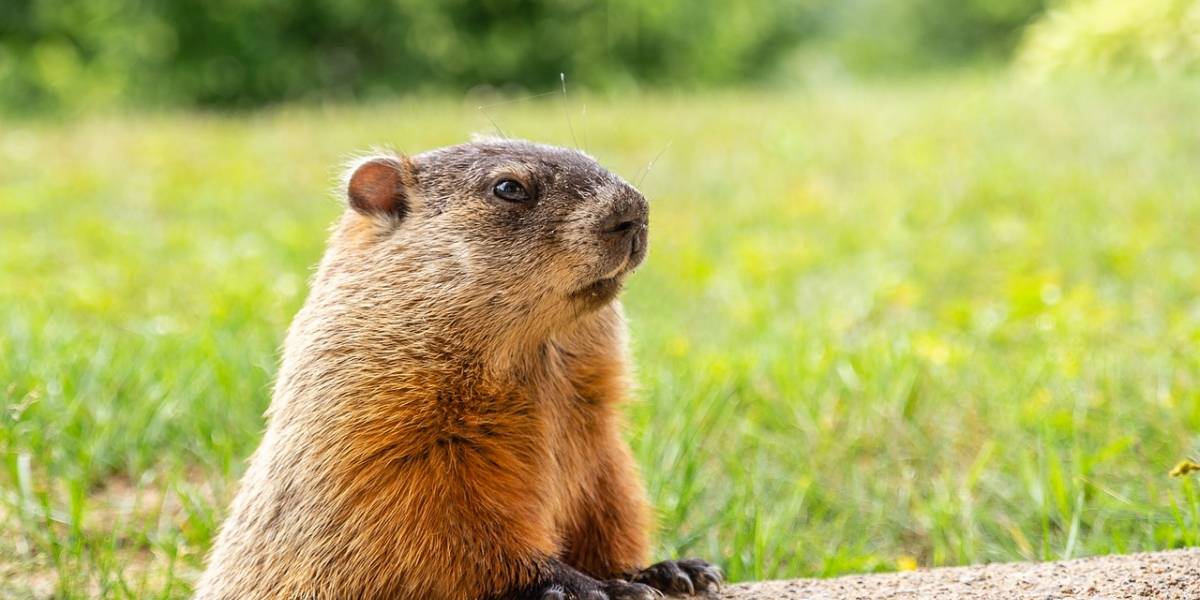 Quais São os Predadores da Marmota e Seus Inimigos Naturais?
