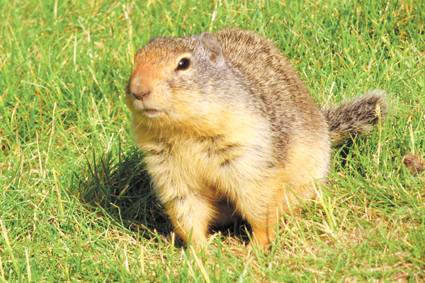 Marmota Andando na Grama 