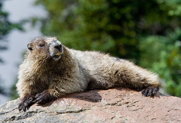 Marmota Caligata: Características, Nome Cientifico e Fotos