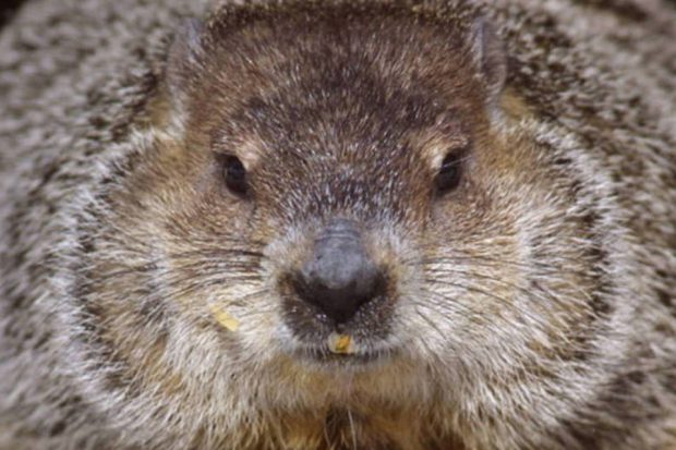 Marmota Close no Rosto