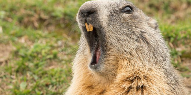 Marmota Com a Boca Aberta 