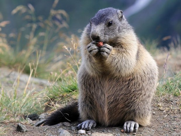 Marmota Comendo