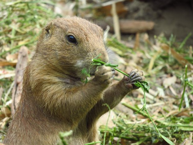 Marmota Comendo Planta 