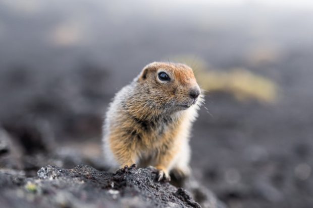 Marmota Em Cima de uma Pedra 