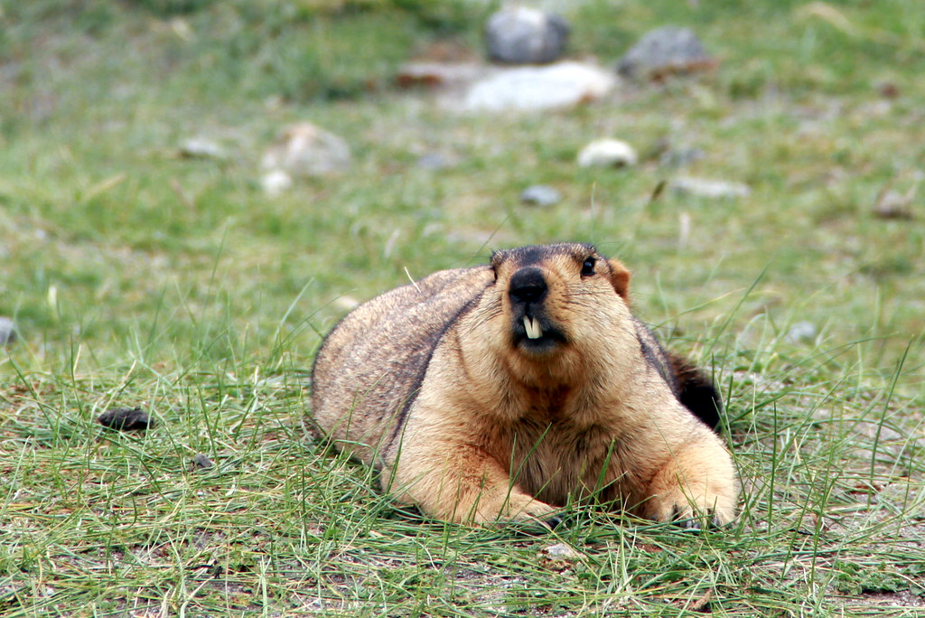 Marmota Himalaia Características Físicas