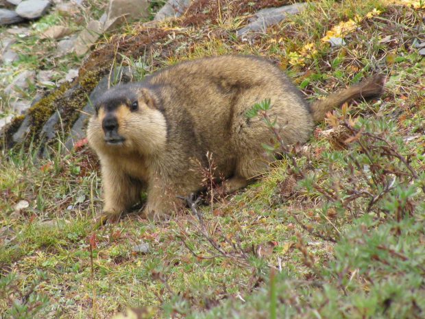 Marmota Himalaia em seu habitat