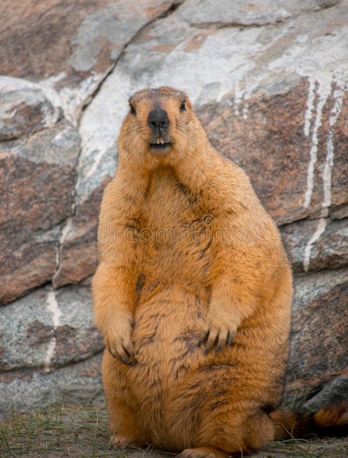 Marmota Himalaia olhando para câmera