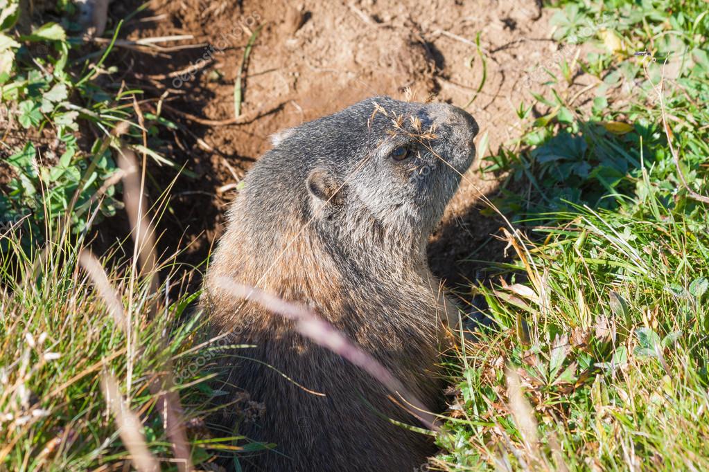 Marmota Na Toca