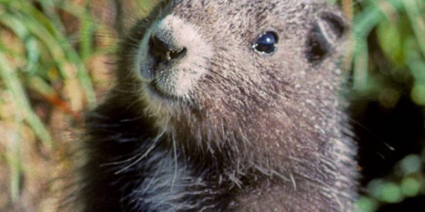Marmota Olhando Para Câmera