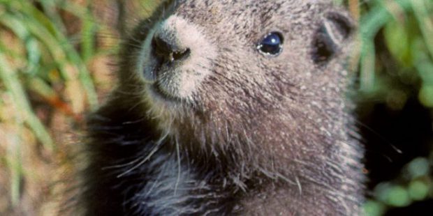 Marmota Olhando Para Câmera 