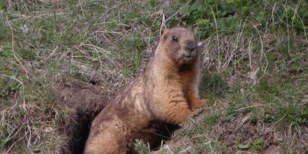 Marmota Saindo da Toca