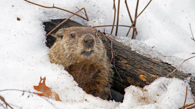 Marmota Saindo do Buraco na Neve 