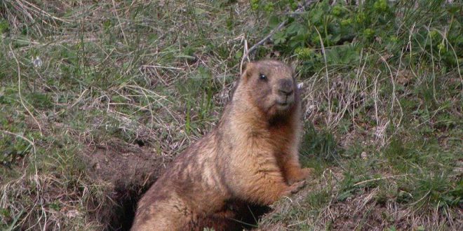 Marmota Saindo do Buraco 