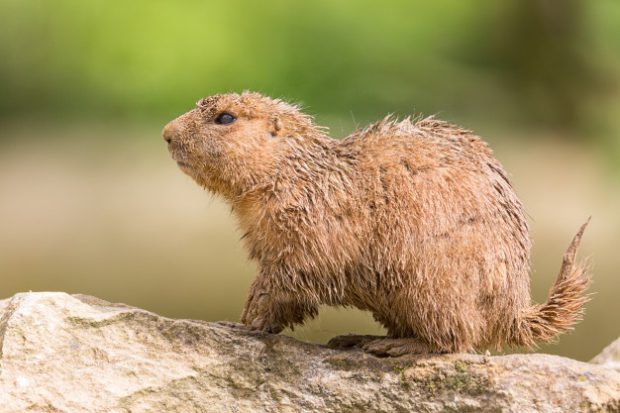 Marmota Sob Pedra 