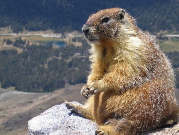 Marmota Sob Pedra na Montanha 