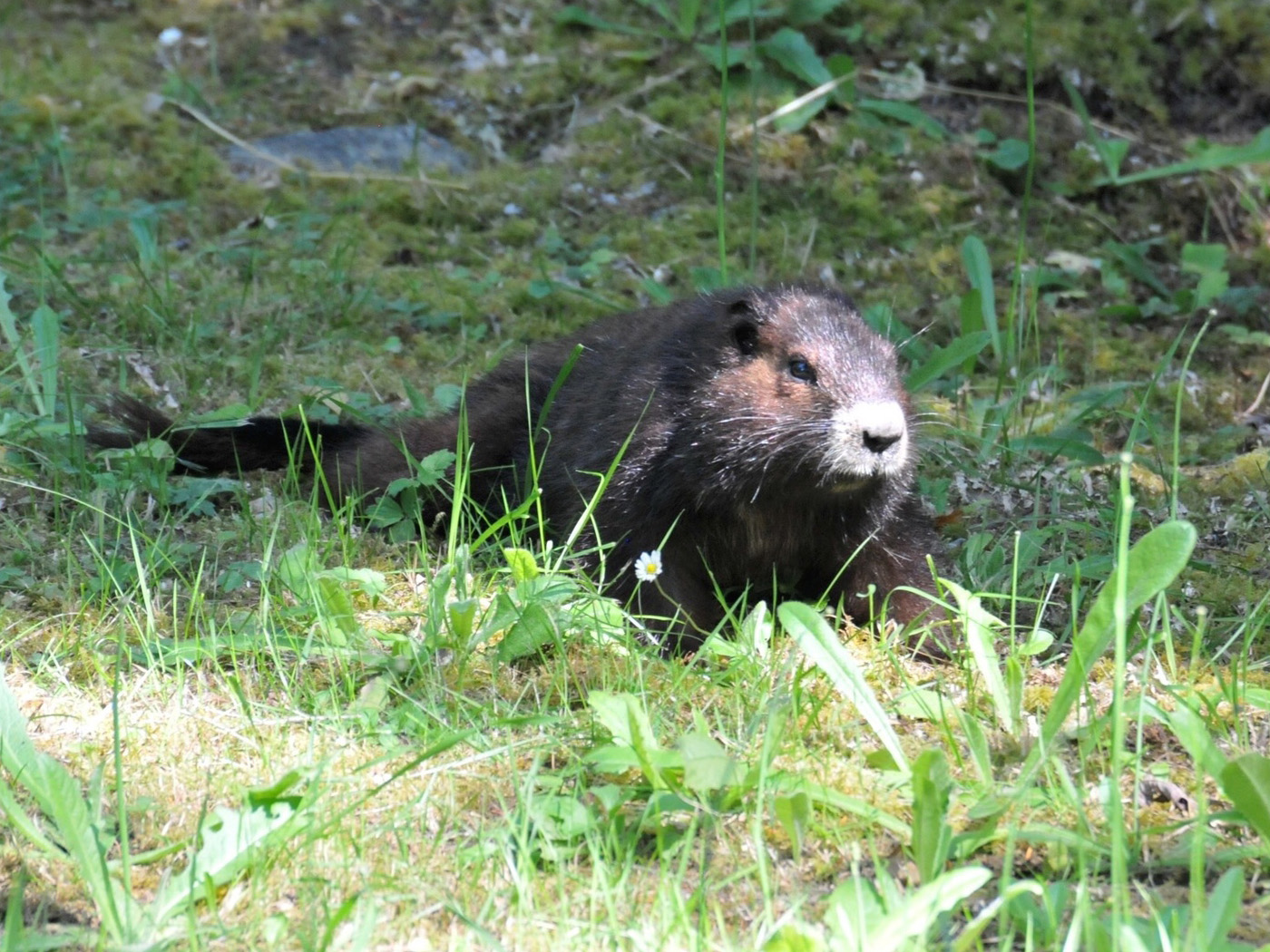 Marmota Vascouverensis Espreitando 