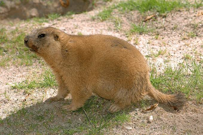 Marmota Bobak