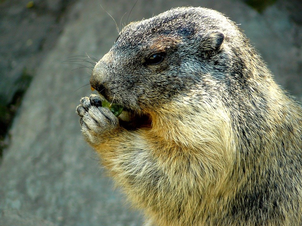 Marmota comendo