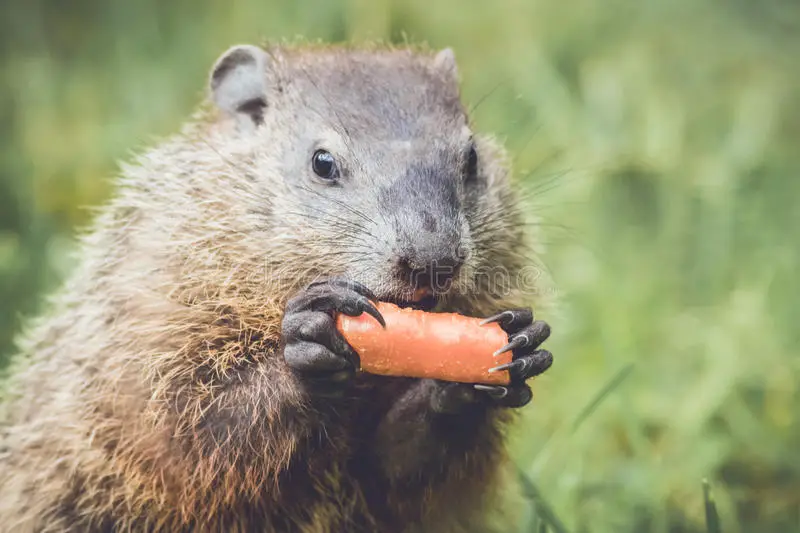 Marmota comendo cenoura