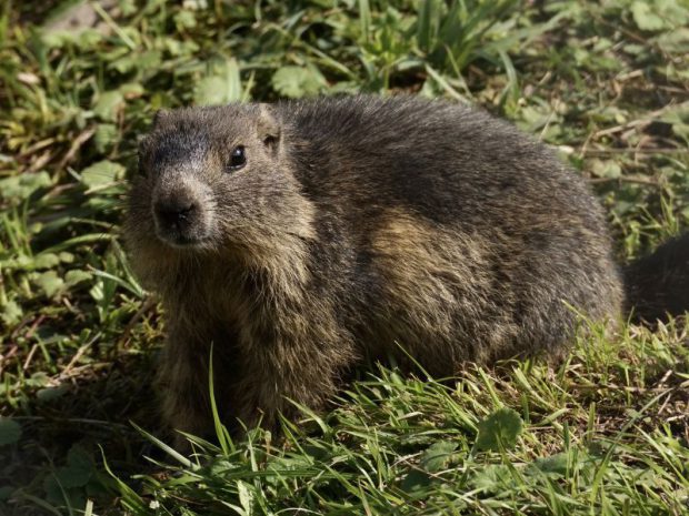 Marmota na Grama