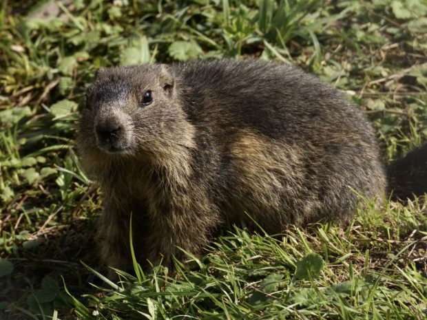 Marmota na Grama 