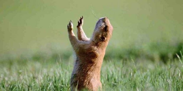 Marmota na Plantação 