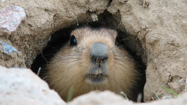 Marmota na Toca 