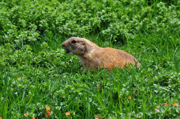 Marmota no Meio da Mata 