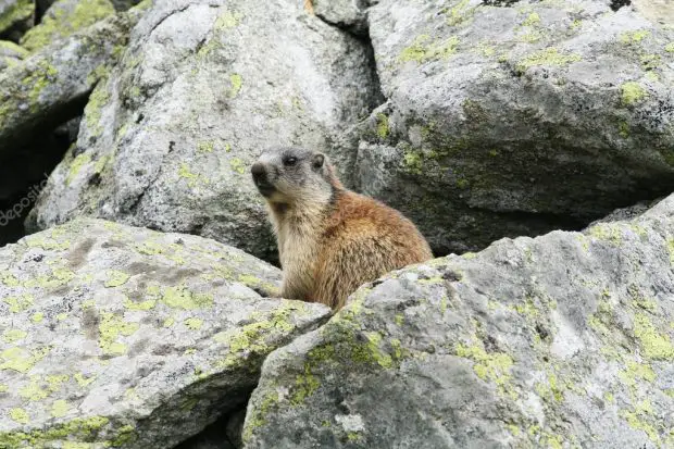 Marmota no Meio das Pedras 