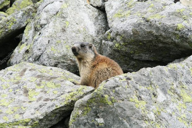 Marmota no Meio das Pedras