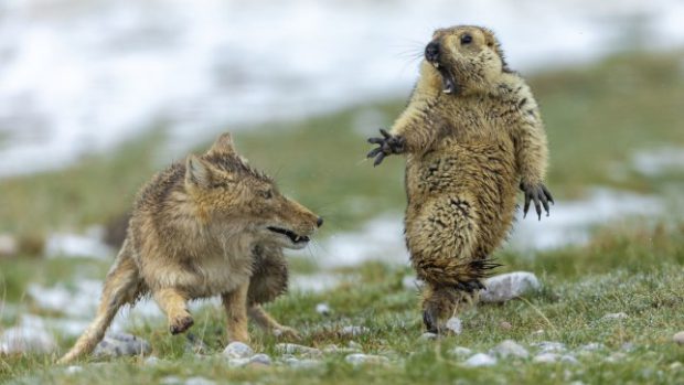 Marmota se Assusta com uma Raposa