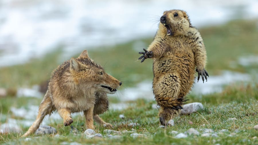 Marmota se Assustando Com um Lobo 