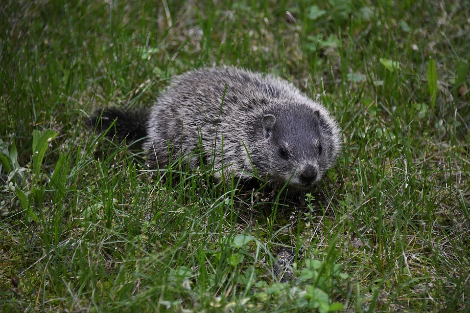 Marmotas na Grama 